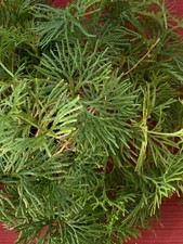 12+ Ft. Ground Cedar Evergreen Wreaths Crafts Holiday Flower Arrangements Live