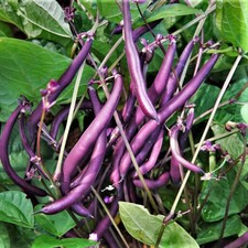Royal Burgundy Bean Seeds - 60 Count - For 2026 Planting Purple Violet Bean