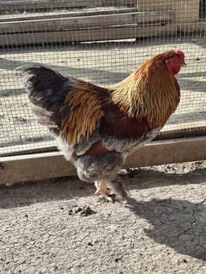 New Farmer Starter 6 Pack! 6 Fertile Purebred Chicken Eggs different breeds!