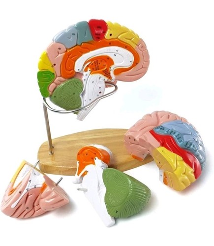 2025 New Human Brain Model for Neuroscience Teaching with Labels 1.5 Times Li... - Picture 2 of 22