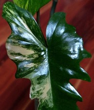 Rare Philodendron Florida Beauty X Mayoi 20" Tall Not Monstera