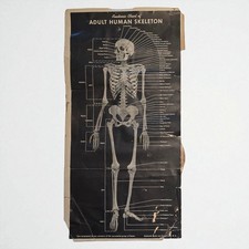 Vintage 1940s Anatomic Chart Adult Human Skeleton Poster Chart 11" X 22" Medical