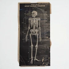 Vintage 1940s Anatomic Chart Adult Human Skeleton Poster Chart 11" X 22" Medical