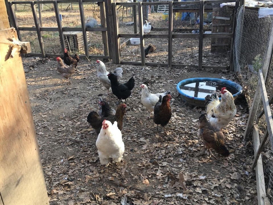 12 Easter Egger Hatching Eggs 1 Order Per Buyer EBay 12 easter egger hatching eggs 1 order per buyer ebay