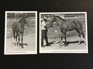 SECRETARIAT  2 Photos  Horse Racing YEARLING