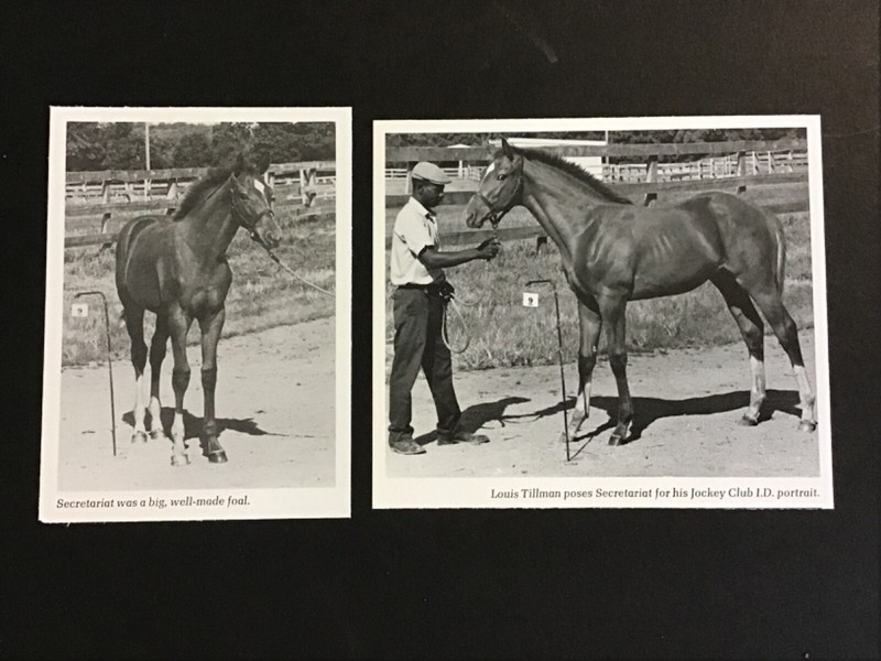 SECRETARIAT  2 Photos  Horse Racing YEARLING