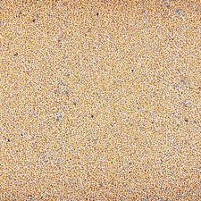 GELBSENF 25 kg Saatgut Senf gelb Senfsaat TOP Gr&uuml;nd&uuml;nger Bienenweide Pollen