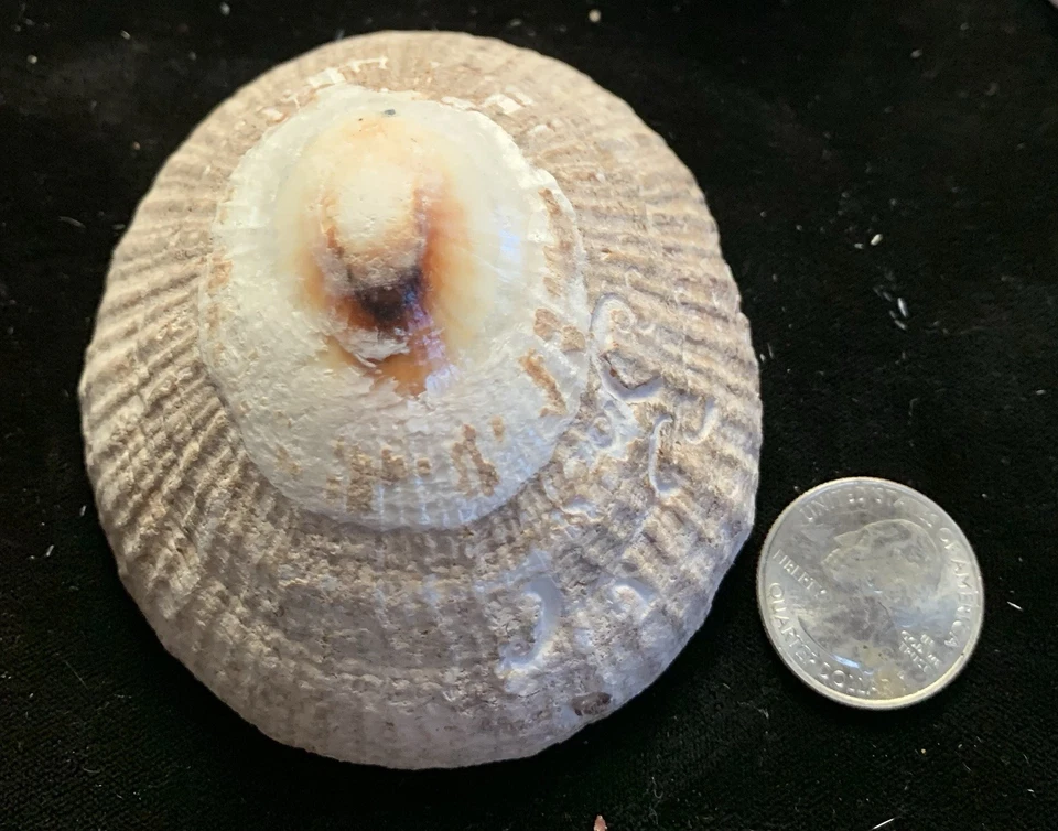 6 HUGE Hawaiian Koele Opihi (limpet) Shells - Image 3 of 4