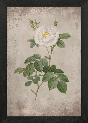 Vintage weiße reine Rose gerahmtes Wandbild Poster Leinwanddruck Bild