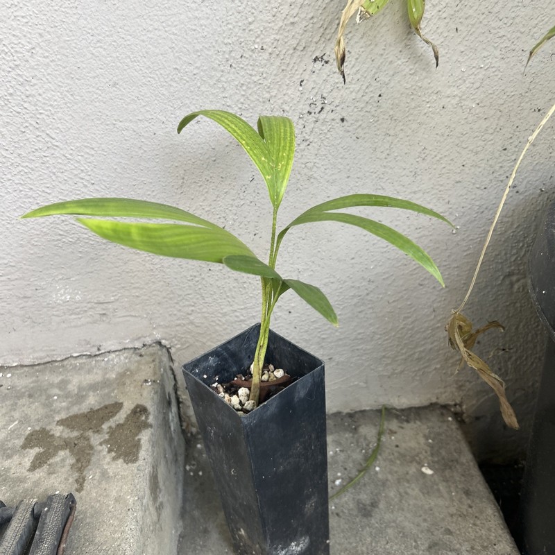 1 King Palm Tree Seedling