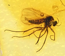 Detailed Mycetophilidae (Fungus Gnat), Fossil insect inclusion in Baltic Amber