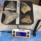 MEGALODON SHARK TEETH 1 POUND FRAGS TEETH MEG SCUBA DIVER DIRECT FOSSIL NC 2330
