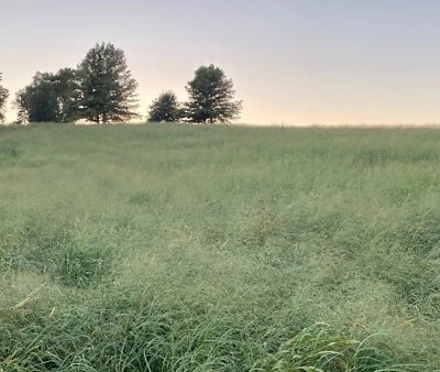 Switchgrass - RC Big Rock - Native - 1/4 Acre Bag - Deer and Upland Bird Cover