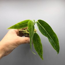 Anthurium Warocqueanum Queen Rare Plant