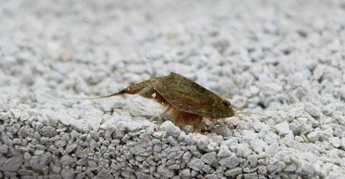 Triops Cancriformis Urzeitkrebse Zuchtansatz mit Triopseiern im Sand gemischt - Bild 5 von 43