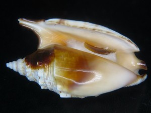 STROMBUS ARATRUM: FORM FROM BAY OF BENGAL @  77.81MM W/OPERCULUM!