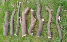 Drimys winteri logs, winters bark tree, tree logs for wood turning, carpentry