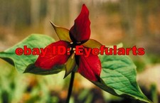 North American Wildflowers Corel Royalty-Free Stock Photo CD-ROM Disk USB