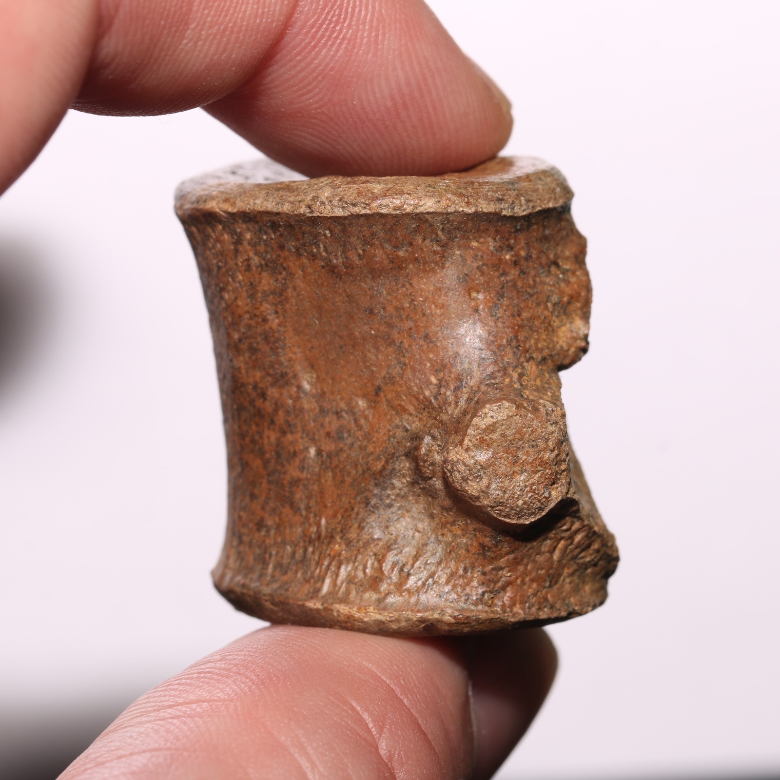 Champsosaurus Vertebra - Dinosaur Aged BEAUTIFUL Hell Creek Formation Cretaceous