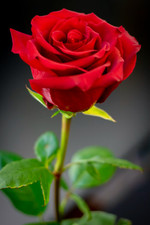 ROSA ROSSA – RED ROSE, 100 SEMI 