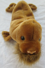 Ty Beanie Babies Paul the Plush Walrus-7" Long -1999-Retired-No Hang Tag