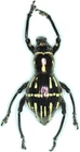Pachyrhynchus species female 13mm AB35 A- Curculionidae