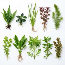 CANTON AQUATICS Beginner's 10-Pack Aquarium Live Plants Bundle - Ideal for...