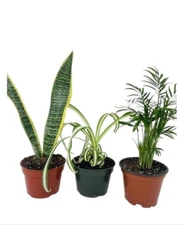 Parlor Palm Spider Plant Snake Plant in 4"Pot  Set Of 3 Houseplants Evergreen