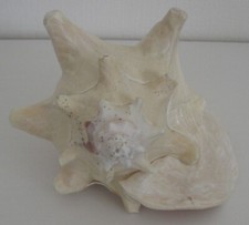 Schnecke Cassis Cornuta 0,920 kg ca. 17,0 x 17,0 x 11,5 cm Aquarium gebraucht