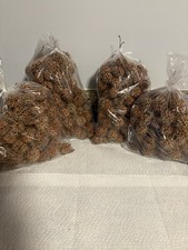 50 Sweet Gum Balls Spiked Ball Pods Gum Tree Liquidambar 