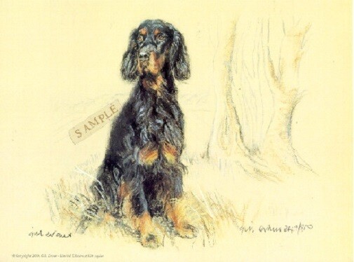 Gordon Setter Limited Edition Art Print by UK Artist Gill Evans*