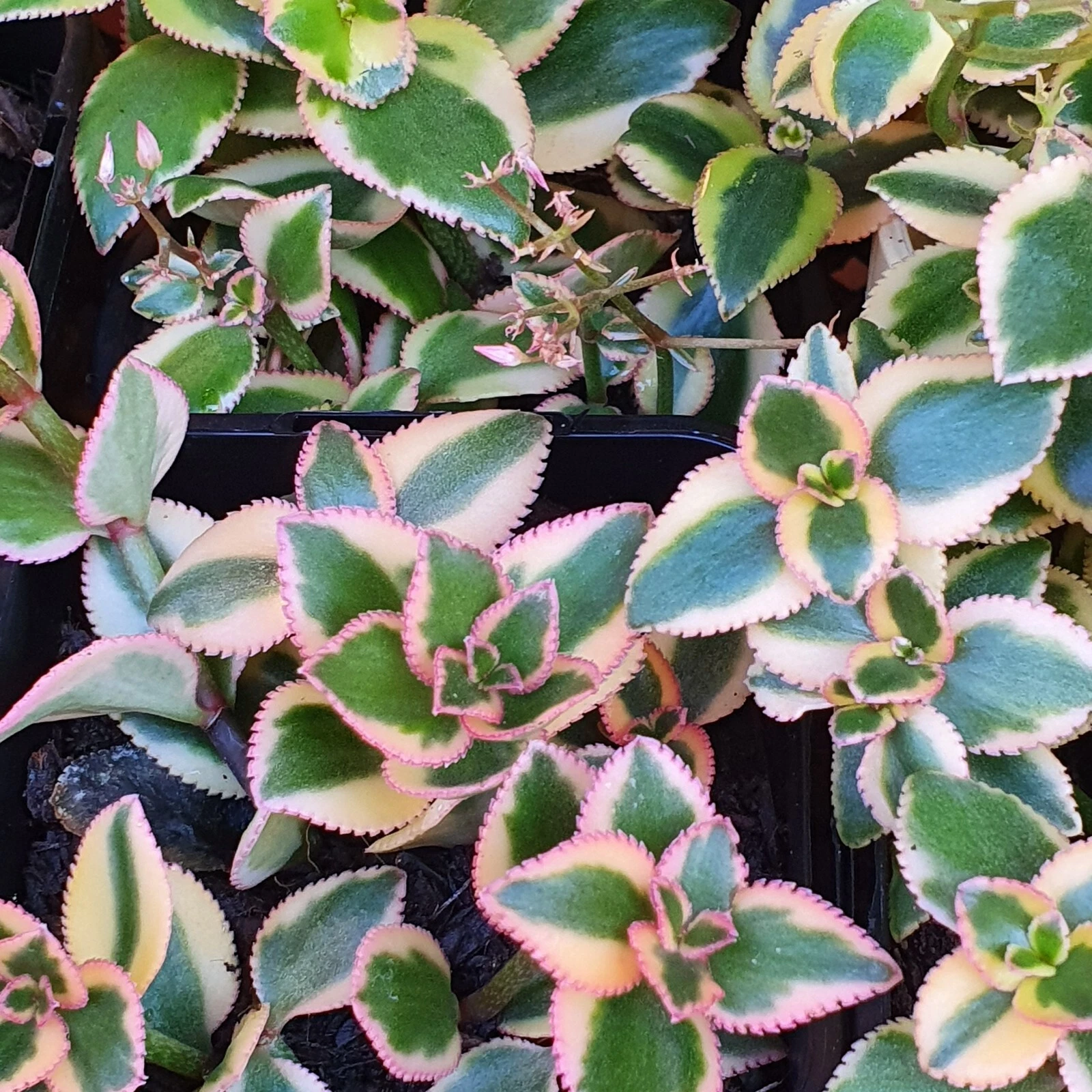 Picture 14 of 26
