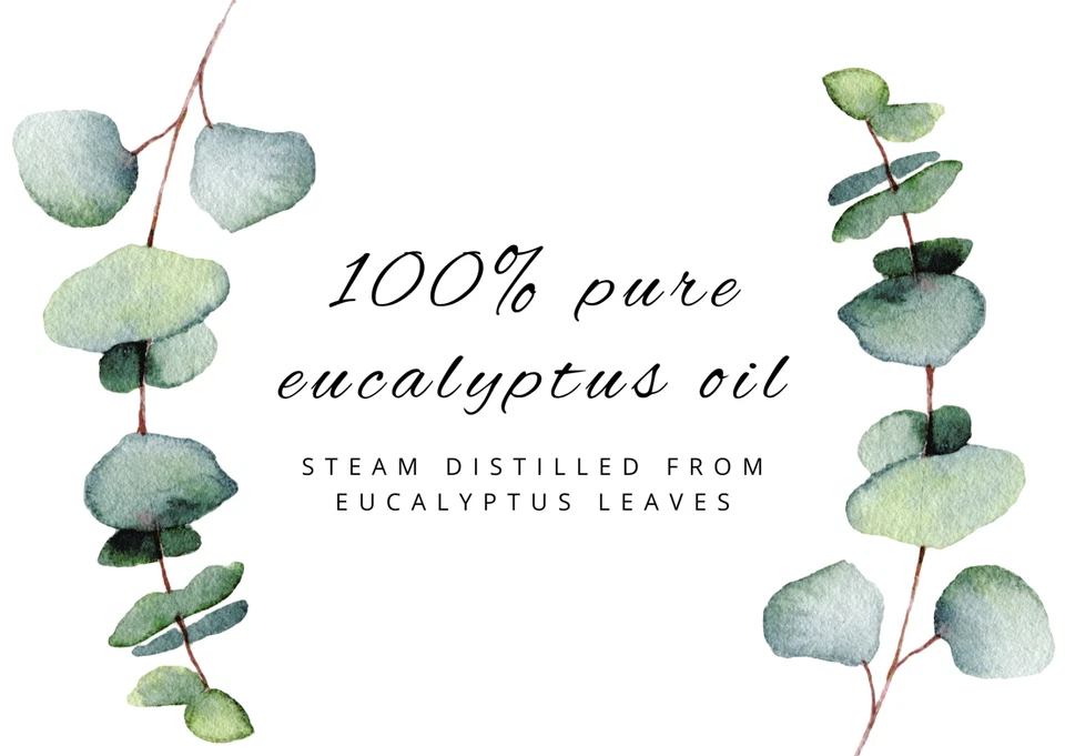 Aceite Esencial de Eucalipto Globulus 100% Puro Envío Gratis Muchos Tamaños Foto 2 de 4