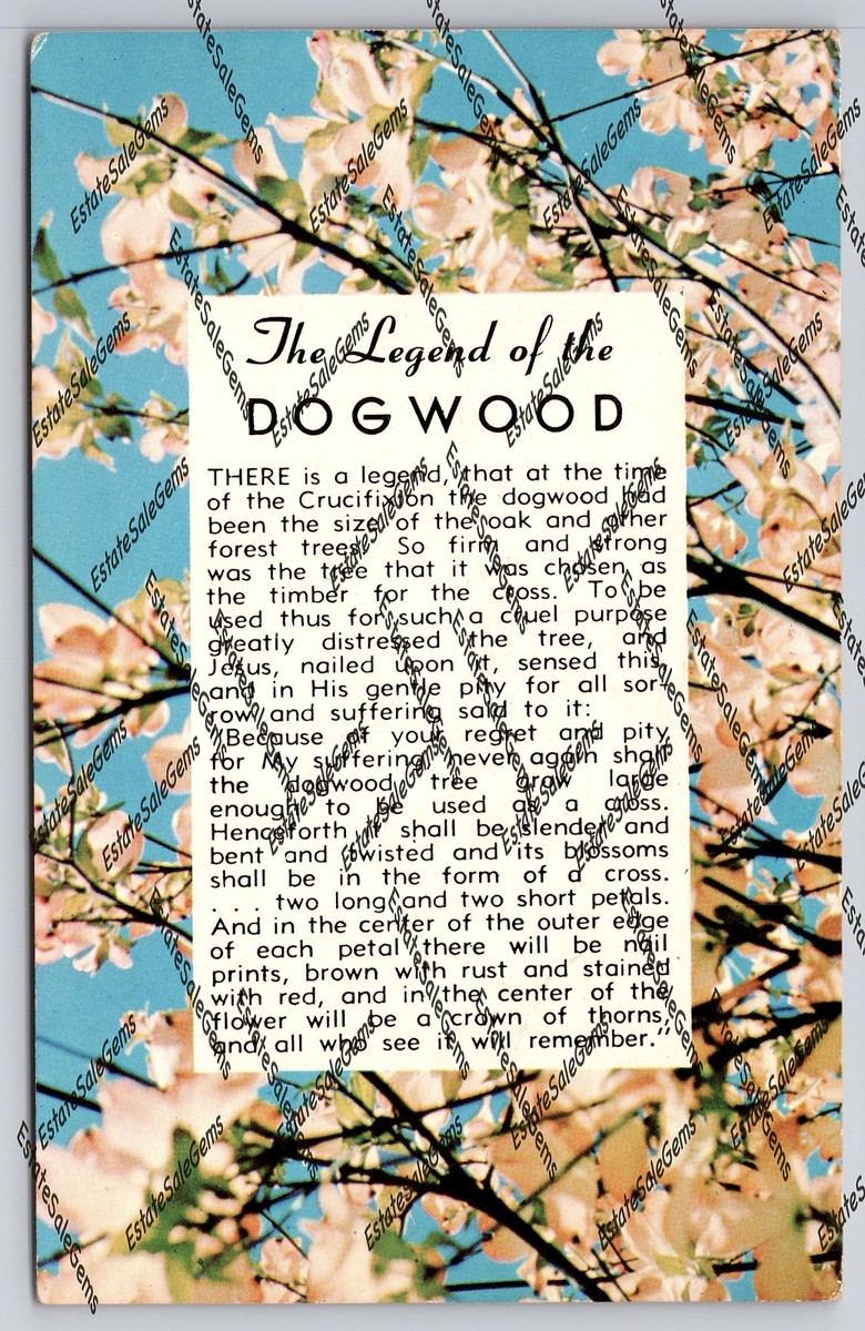 Vintage Postcard 1964 The Legend Of The Dogwood | eBay