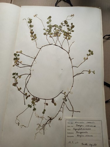Antique Finnish Herbarium Botanical Pressed Plant specimens scrapbook 40's 50's - Picture 10 of 10