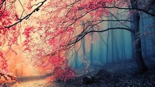 Landscape nature trees forest fall plants maple Custom Gaming Mat Desk