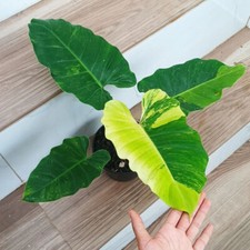 Philodendron Jungle Fever Variegated + Free Phytosanitary Certificate