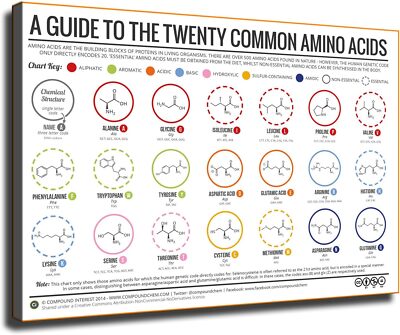 Educational Poster 20 Amino Acids - Physiological Structure Poster Wall Art