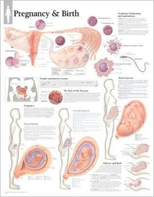 Pregnancy & Birth Paper Poster by Scientific Publishing POSTER / WALLCHART