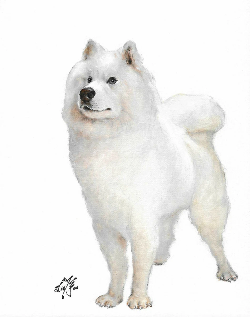 Samoyed art cheap