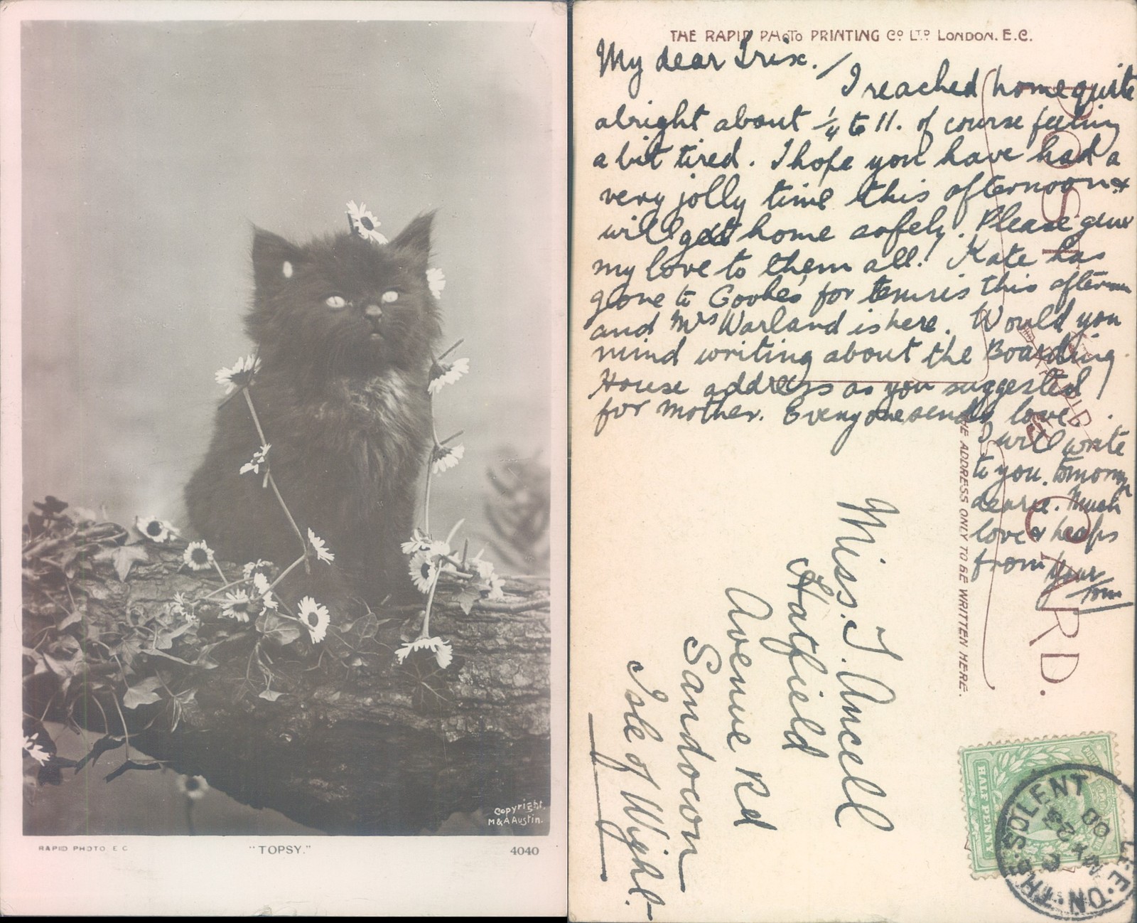 Cat with flowers The Rapid Photo Printing Co Ltd 1903 postmark Animals
