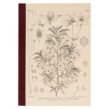 Hobonichi Techo Accessories Hobonichi Graph Notebook A5 - Yamazakura