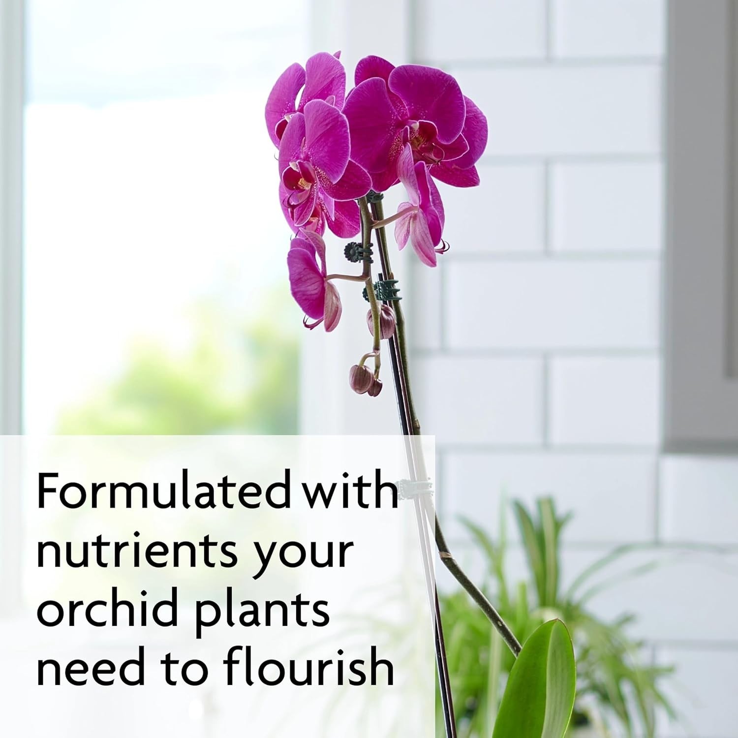 Miracle-Gro Orchid Plant Food Mist 8oz 2-Pack for Indoor Orchids