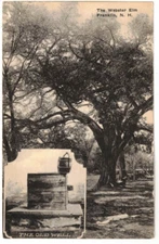 c1920 Postcard: The Webster Elm – Franklin, New Hampshire – The Old Well 