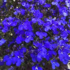 Semillas de flores Lobelia LOBELIA CRISTAL PALACIO FLORES SEMILLAS Azul Flor Jardín