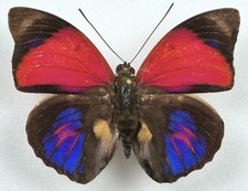 Agrias claudina croesus - AgriasButterflies.com