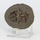 Unique & Rare Septarian Barite Geode from France Baryte Stone 66mm 166g H0844 — photo 3