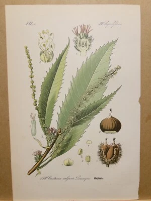 1886 ANTIK LITHOGRAPHIE ILLUSTRATION BOTANIK BLUME FLORA NATURE DECOR BILDER RAR - Bild 1 von 2
