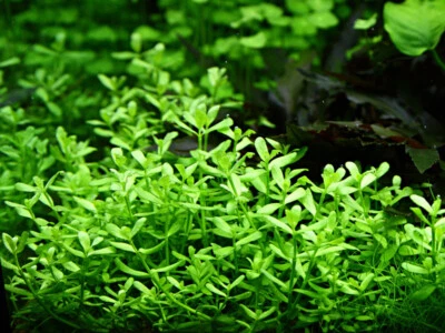 Plante D’Aquarium Bacopa “Compact” Tropica 044A Plantes D’Eau Douce - Photo 1/4