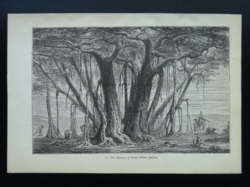 c1872 Antique Figuier Print INDIA - THE BANYAN TREE The Vegetable World - Bild 2 von 2